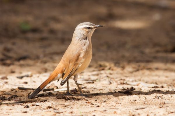 Red Desert Nature Conservation Area