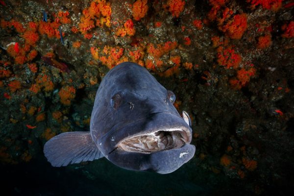 Shark Diving – Aliwal Shoal