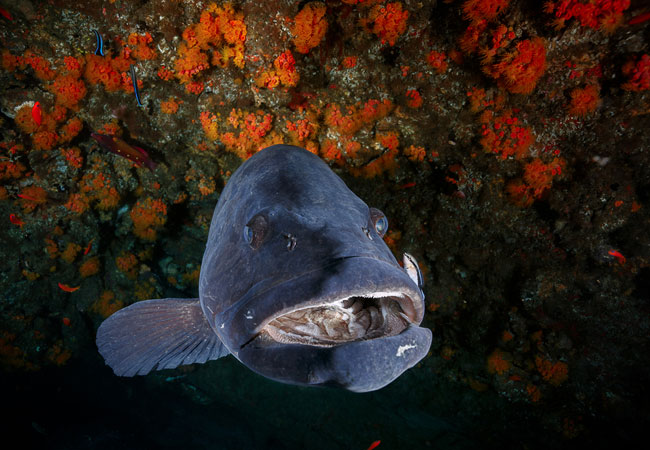 Shark Diving – Aliwal Shoal
