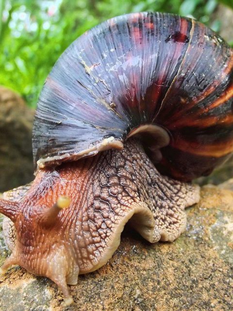 African Giant Snail at Leisure Bay