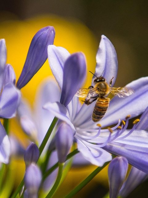 Agapanthus & Bee at Leisure Bay