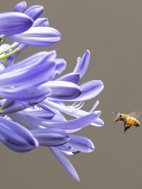 Agapanthus & Bee at Leisure Bay
