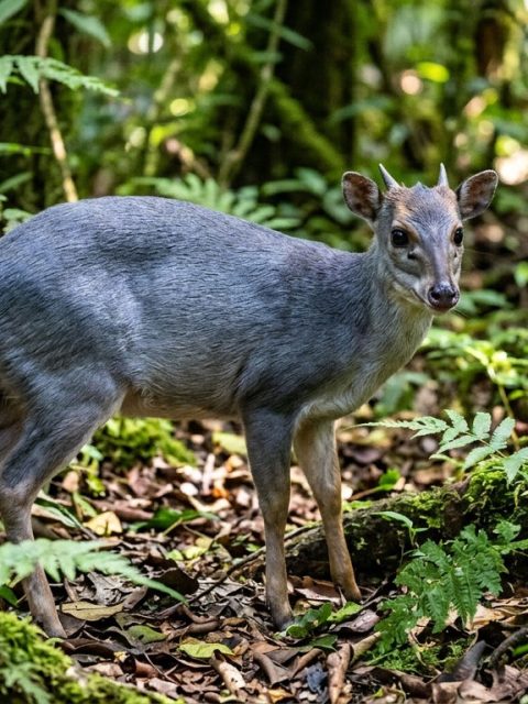 Blue Duiker at Leisure Bay