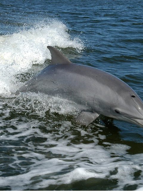 Bottlenose Dolphin at Leisure Bay