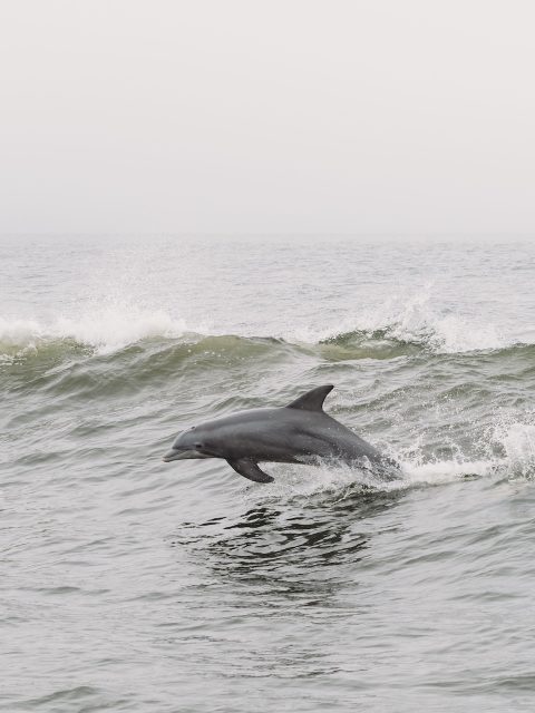 Bottlenose dolphin leaping from a misty sea