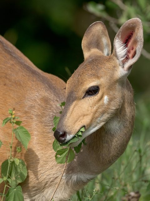 Bush Buck at Leisure Bay
