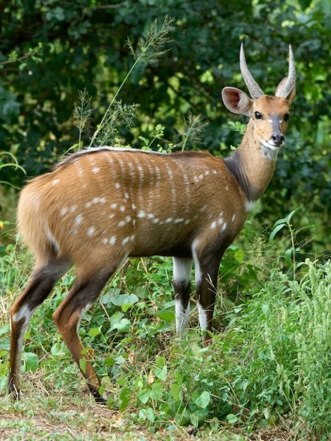 Bush Buck at Leisure Bay