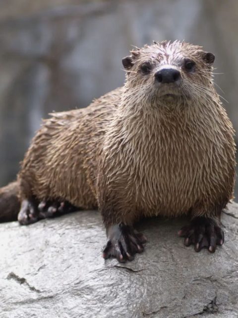 Cape Clawless Otter at Leisure Bay