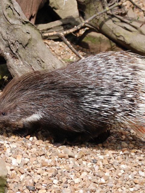 Cape Porcupine at Leisure Bay