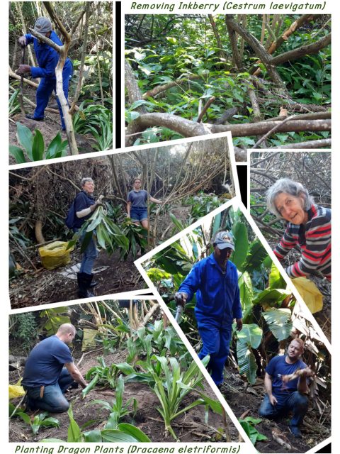 Conservancy volunteers removing Inkberry and planting dragon plants