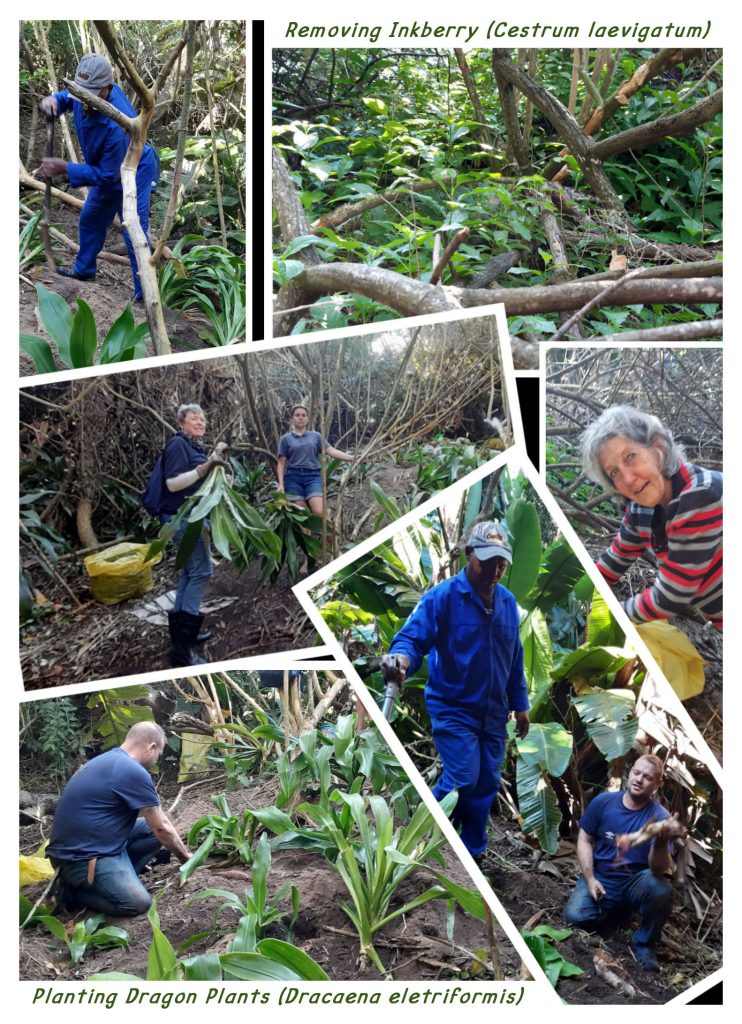 Cestrum Site — Our Most Ambitious Project
