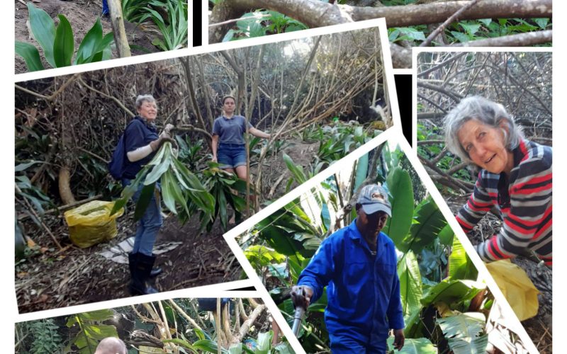 Cestrum Site — Restoring the Land
