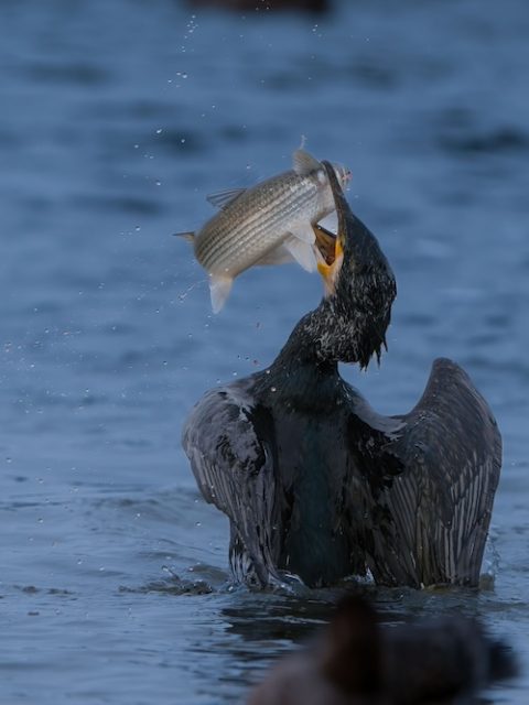 Cormorant at Leisure Bay
