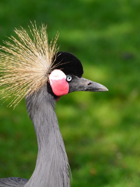 Crested Crane at Leisure Bay