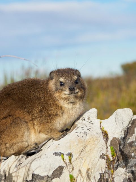 Dassie (Rock Hyrax) at Leisure Bay