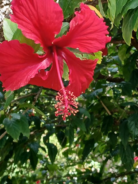 Red hibiscus in coastal forest shade
