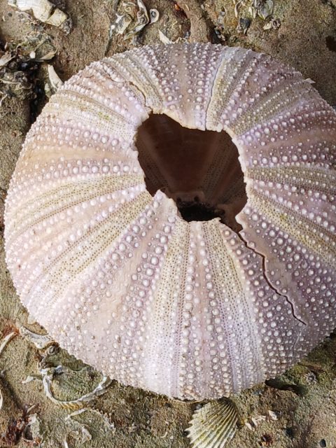Pink sea urchin shell on coarse beach sand