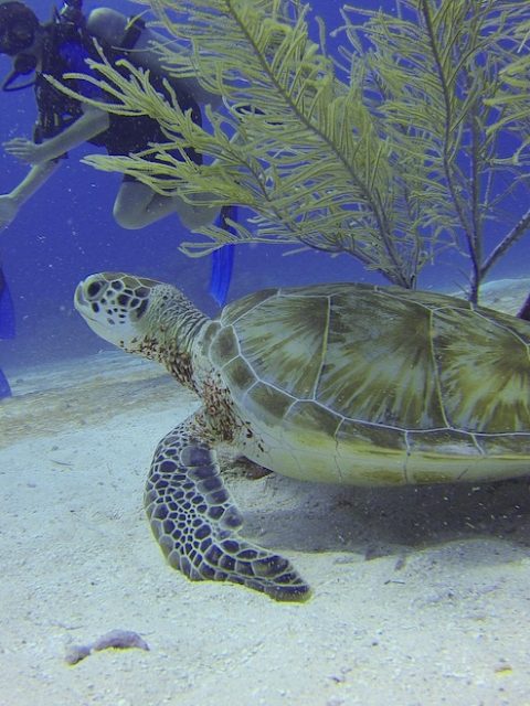 Green Sea Turtle at Leisure Bay