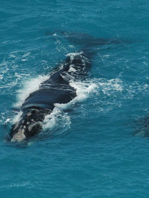 Humpback whale at Leisure Bay