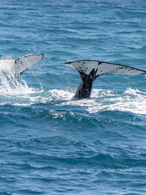 Humpback whale at Leisure Bay