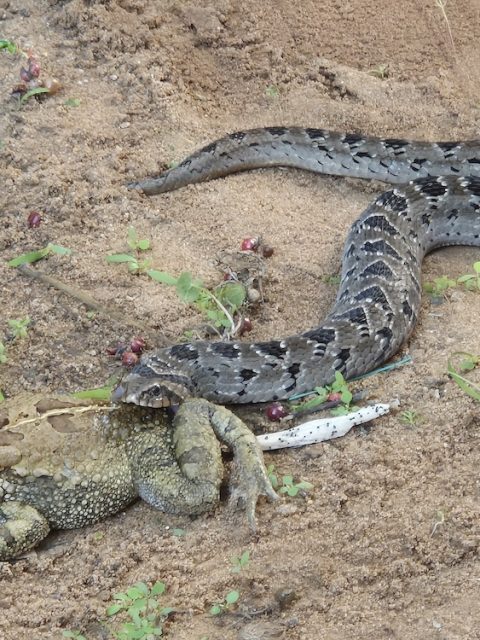 Night Adder & toad at Leisure Bay
