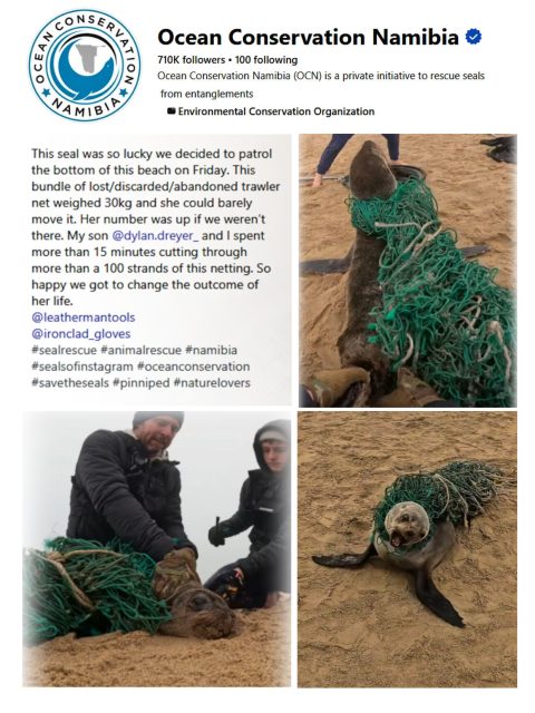 Ocean Conservation Namibia rescuers cutting a 30kg trawler net off a seal
