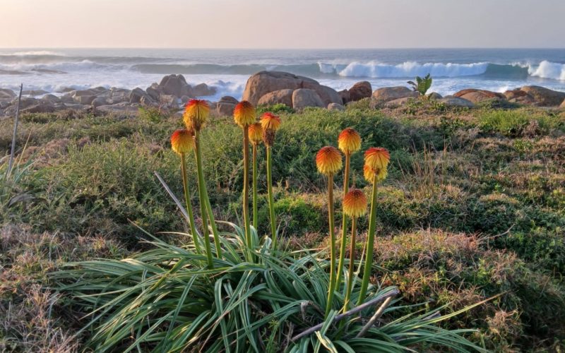 Restoring Biodiversity: The Power of Invasive Plant Removal