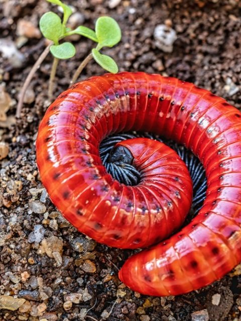 Red millipede at Leisure Bay