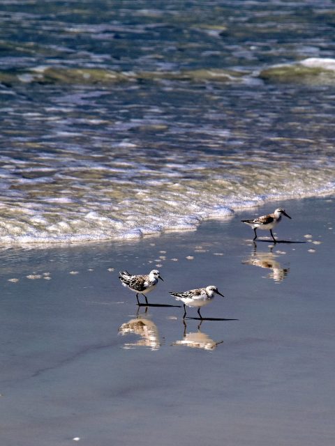 Four sandpipers on wet Leisure Bay sand as a wave washes in