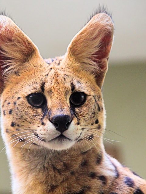 Serval at Leisure Bay