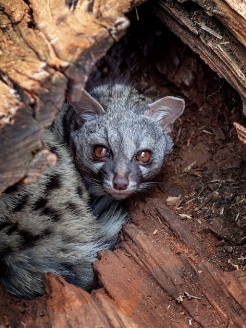 Serval at Leisure Bay