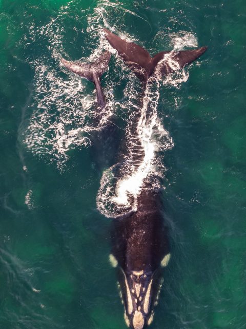 Southern Right Whale at Leisure Bay
