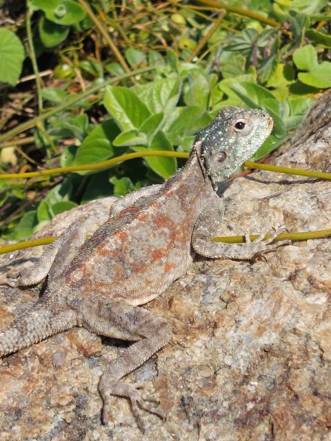 Southern Rock Agama at Leisure Bay