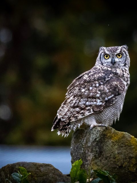 Spotted Eagle Owl at Leisure Bay
