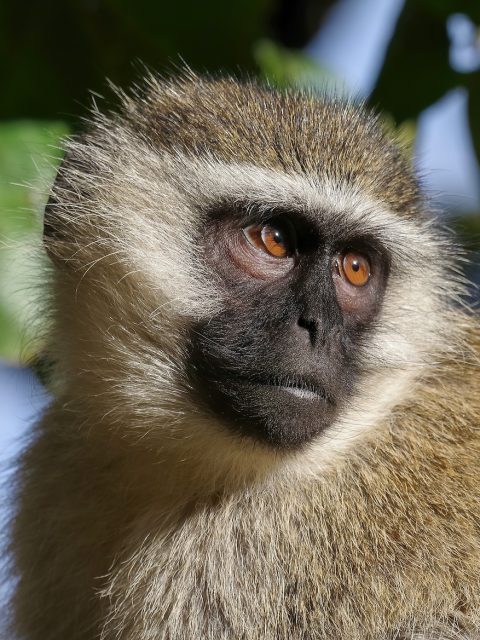 Vervet Monkey at Leisure Bay