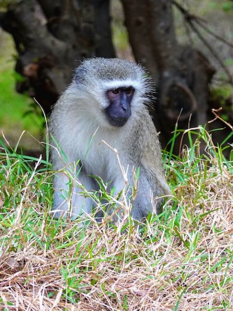 Vervet Monkey at Leisure Bay