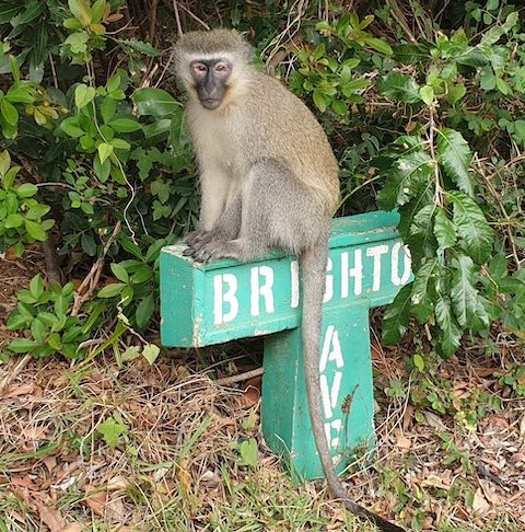 Vervet Monkey at Leisure Bay