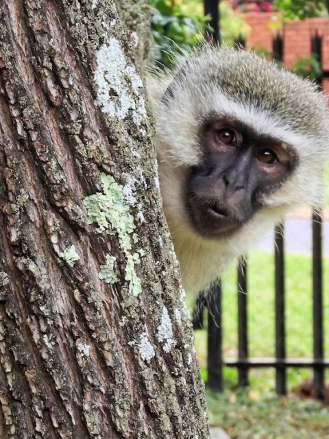 Vervet Monkey at Leisure Bay
