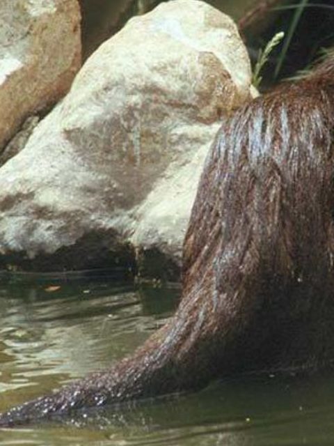 Water Mongoose at Leisure Bay