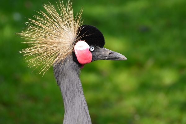 Birding near Leisure Bay