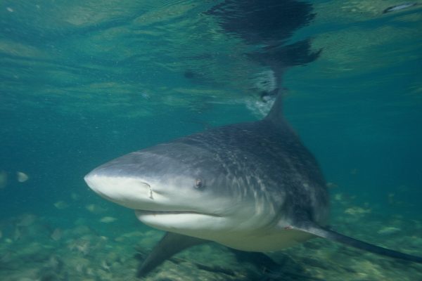 Protea Banks – Scuba Diving at Shelly Beach
