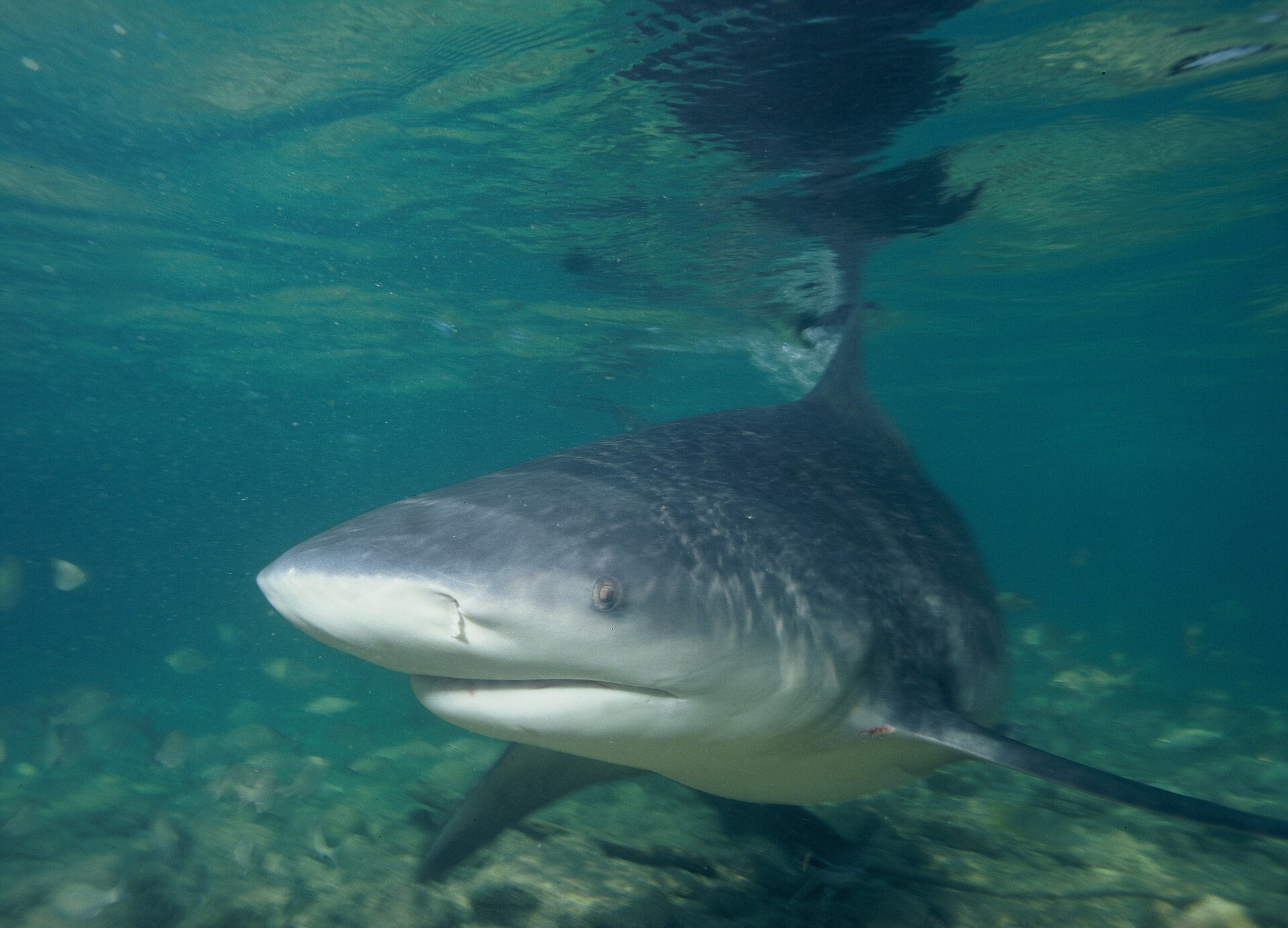 Protea Banks - Scuba Diving at Shelly Beach