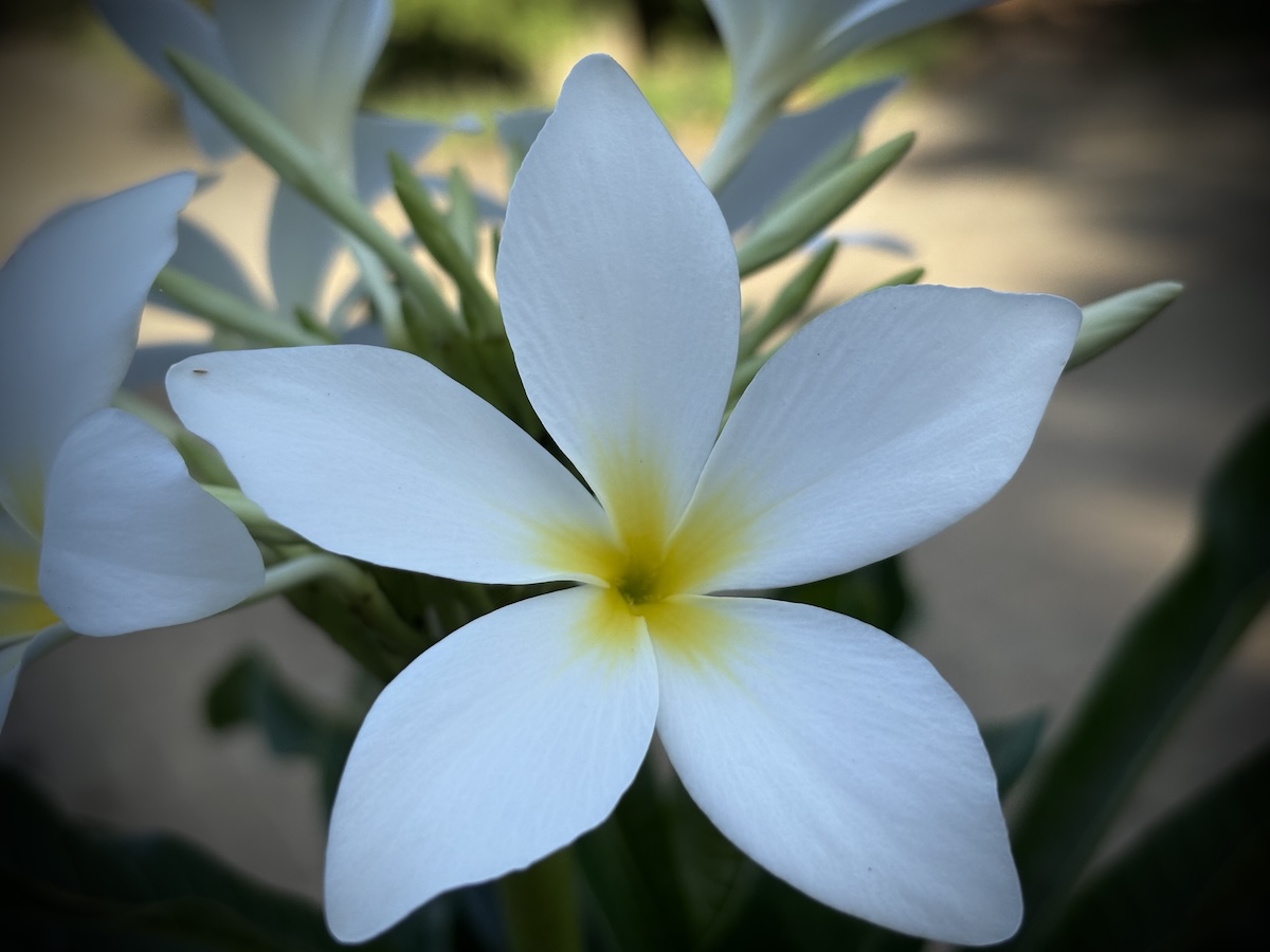 Close-up of a white frangipani flower with a bright yellow centre, surrounded by soft-focus buds and green stems in a garden setting.